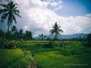 Natural And Peaceful Coutryside Farmland Of The Rice Fields On A Sunny Cloudy Day At Ringdikit Village North Bali Indonesia