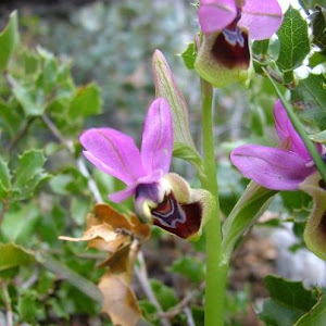 Ophrys tenthrendinifera