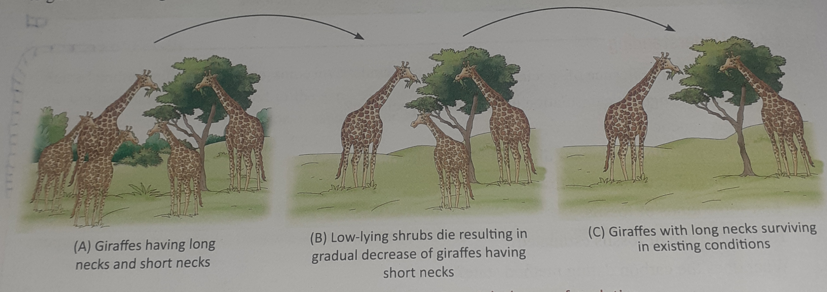 Darwin's theory of evolution