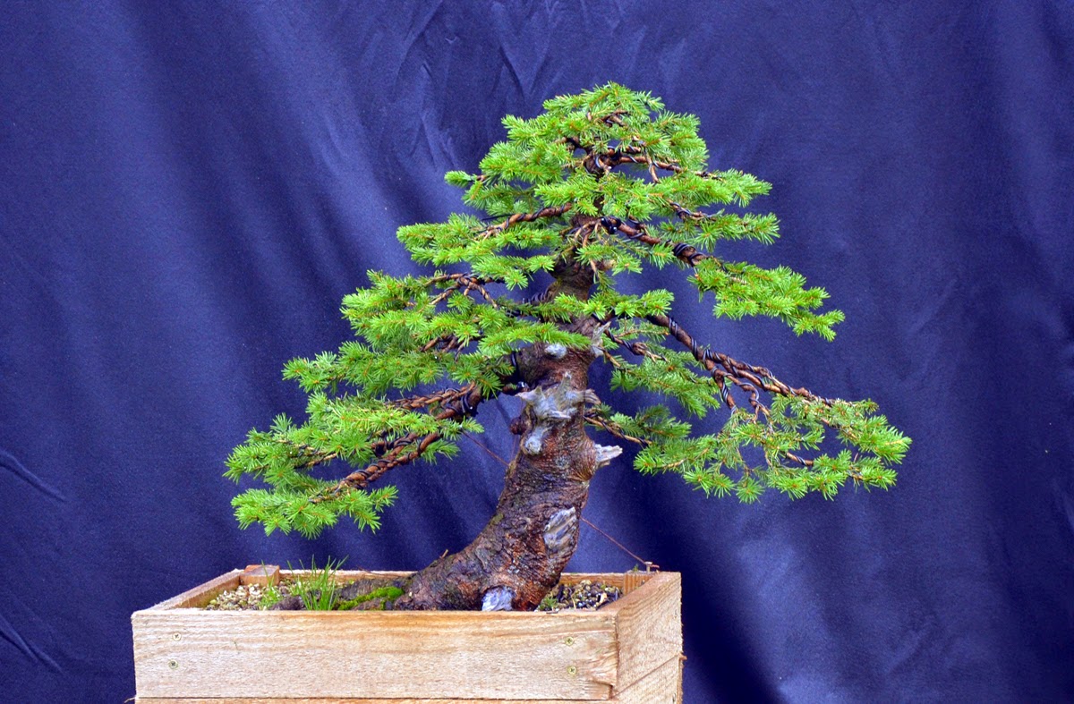 Bonsai Living Art Spruce yamadori progress story