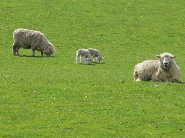 baby-sheep