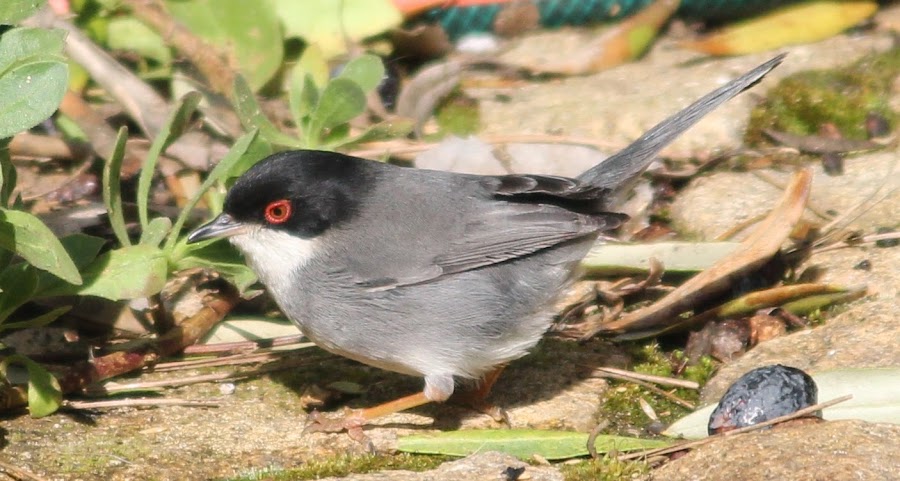 Sylvia melanocephala
