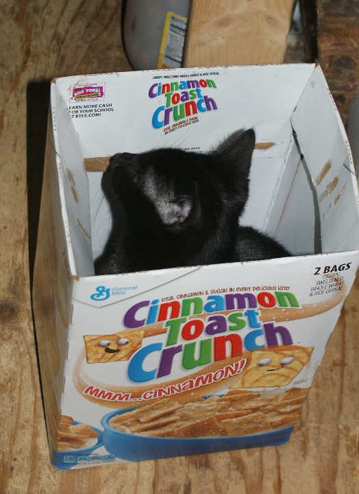 From the Northlands - Practical &amp; Spiritual Ramblings of a Homesteading