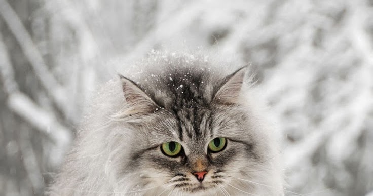 Stunning Views: Cat in Snow