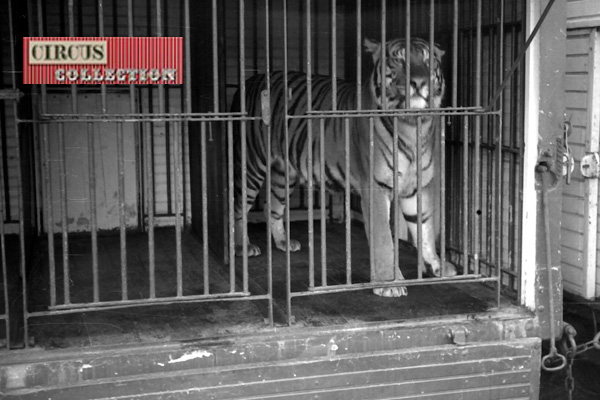 roulotte cage habitée par un tigre au  Cirque Willy Hagenbeck  