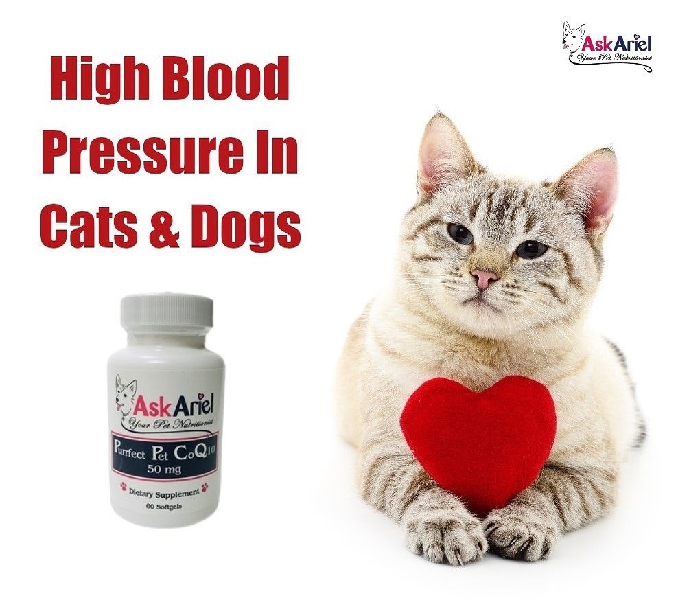 Do Pets Get High Blood Pressure? Holistic Vet and Pet Nutrition Journal