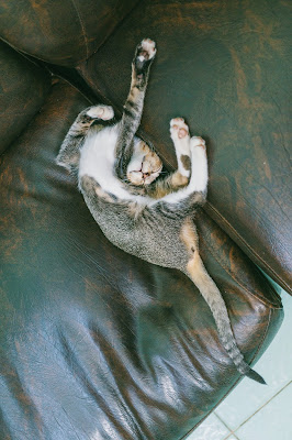 alt="gato arañando sofa"