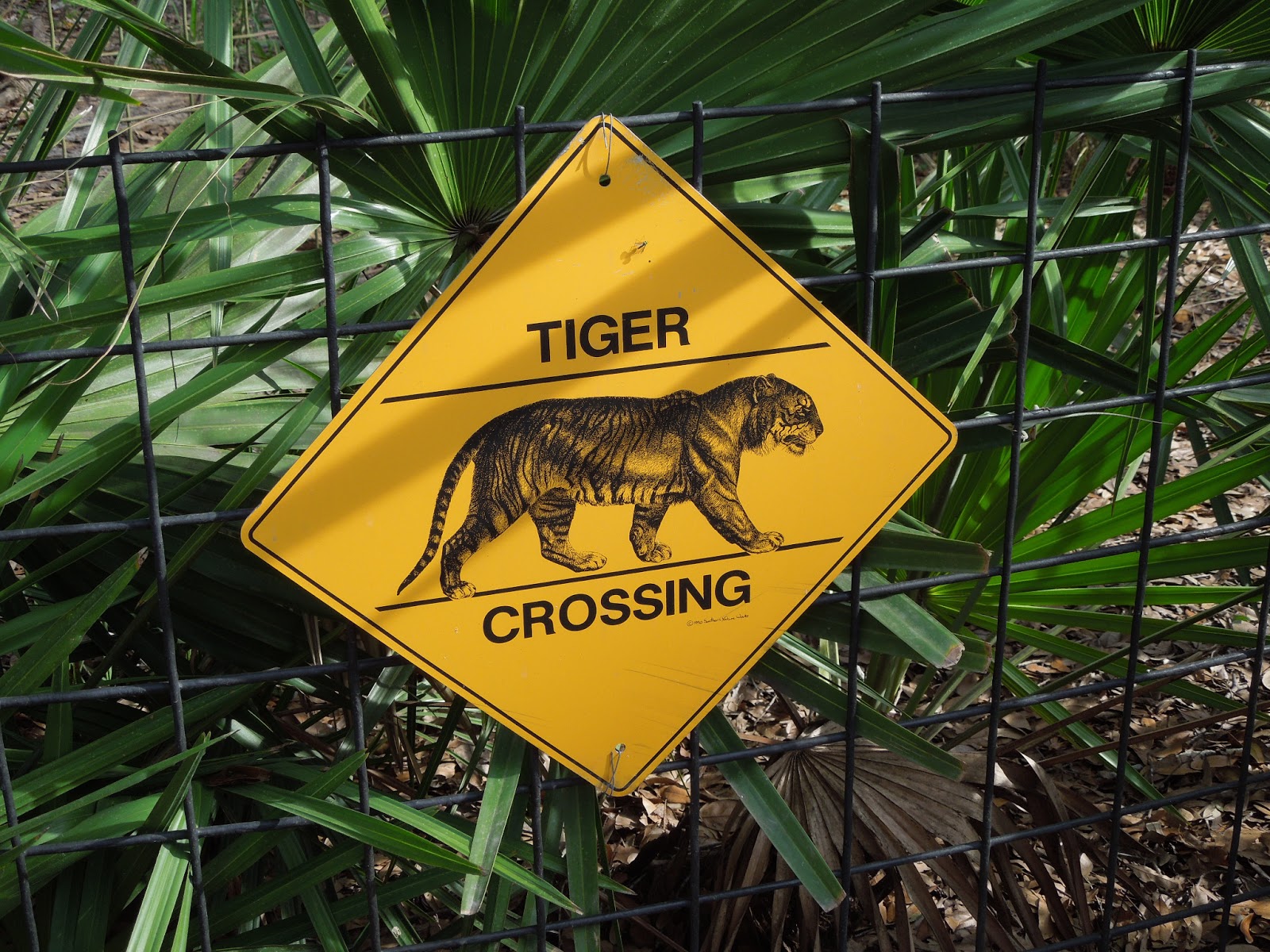 Sweet Escapes: Big Cat Rescue