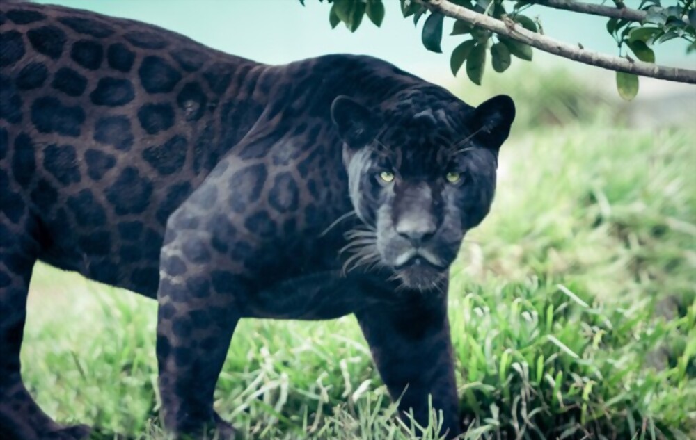 Black panther animal | Black panther animal facts