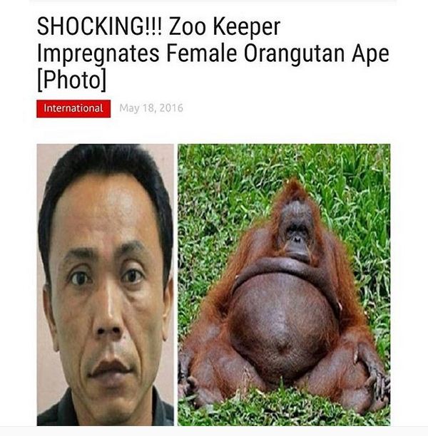 Gboah.com: Shocking..! Zoo Keeper Impregnates Female Animal (Orangutan