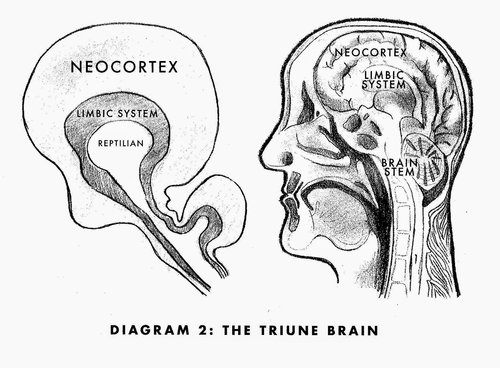 Paul brain. Строение мозга лимбическая система неокортекс. Рептильный мозг. Триединый мозг. Триединый мозг рисунок.