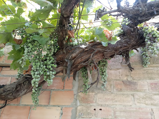 Tronco de parra natural envejecido por los años de vida de la parra, tiene racimos de uvas verdes