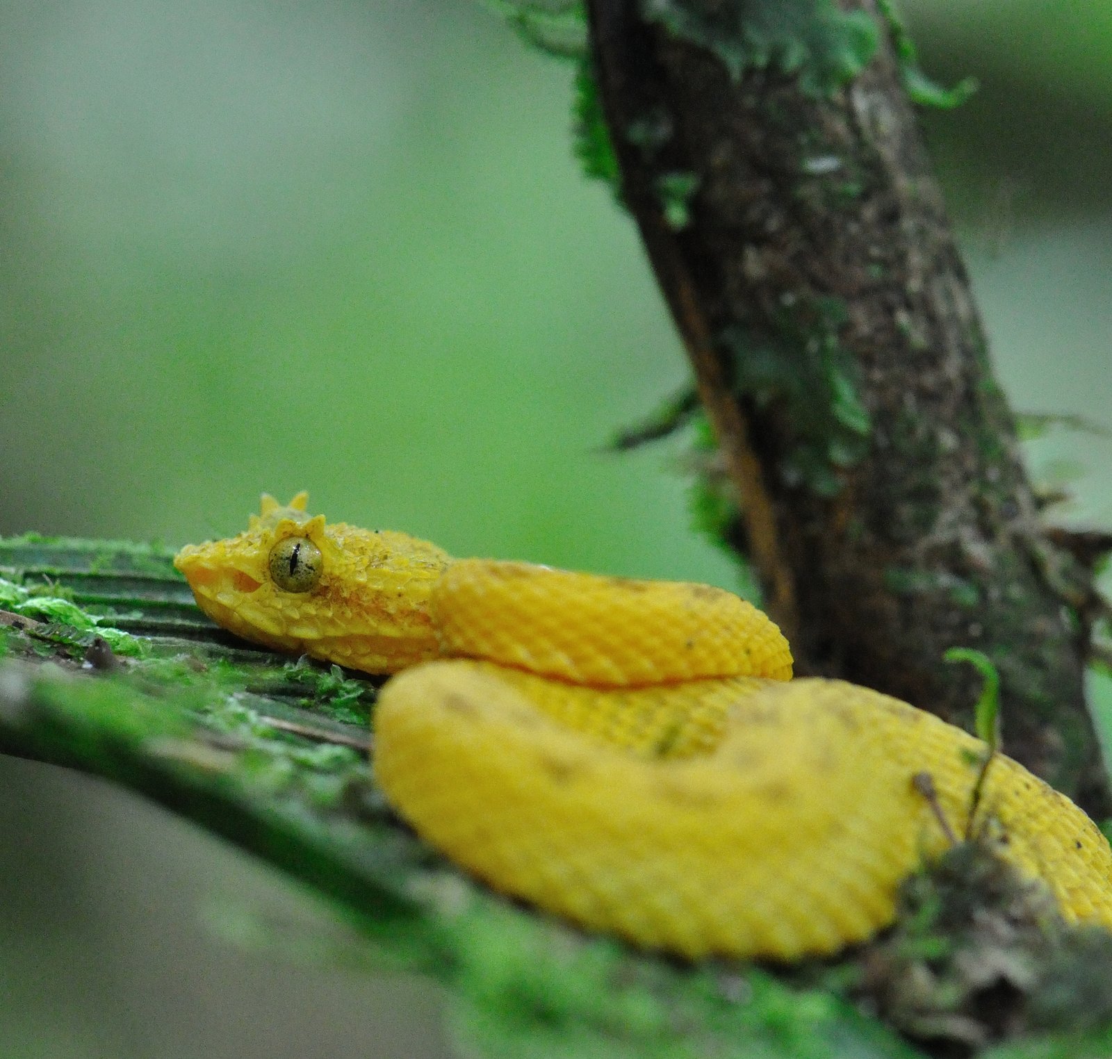 Eyelash Viper Revisited | the pace of nature