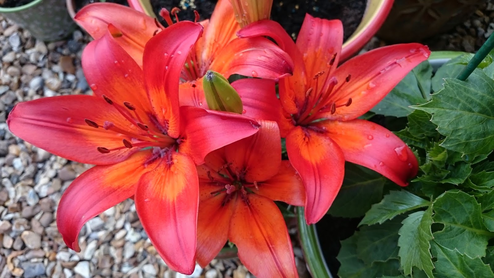 How to grow dwarf lilies