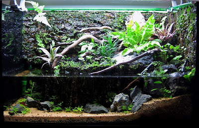 Perbedaan Paludarium, Aquarium dan Kolam Yang Perlu Kalian Ketahui Perbedaan Paludarium, Aquarium dan Kolam Yang Perlu Kalian Ketahui