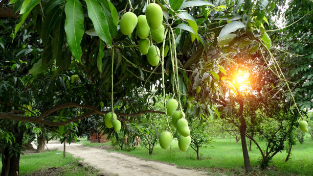 How to Cultivate Mango for Effective (Mango Krishi)
