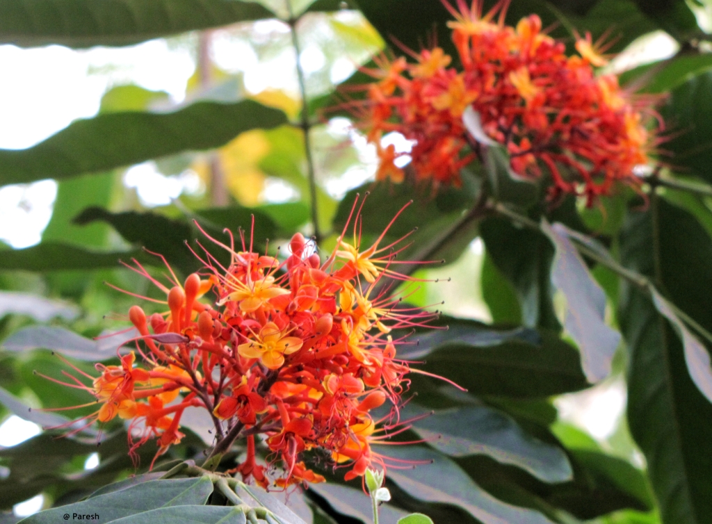 Gifting Trees... Ashoka The Great