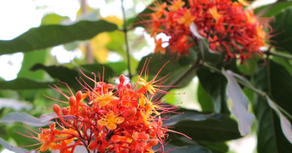 Gifting Trees... Ashoka The Great