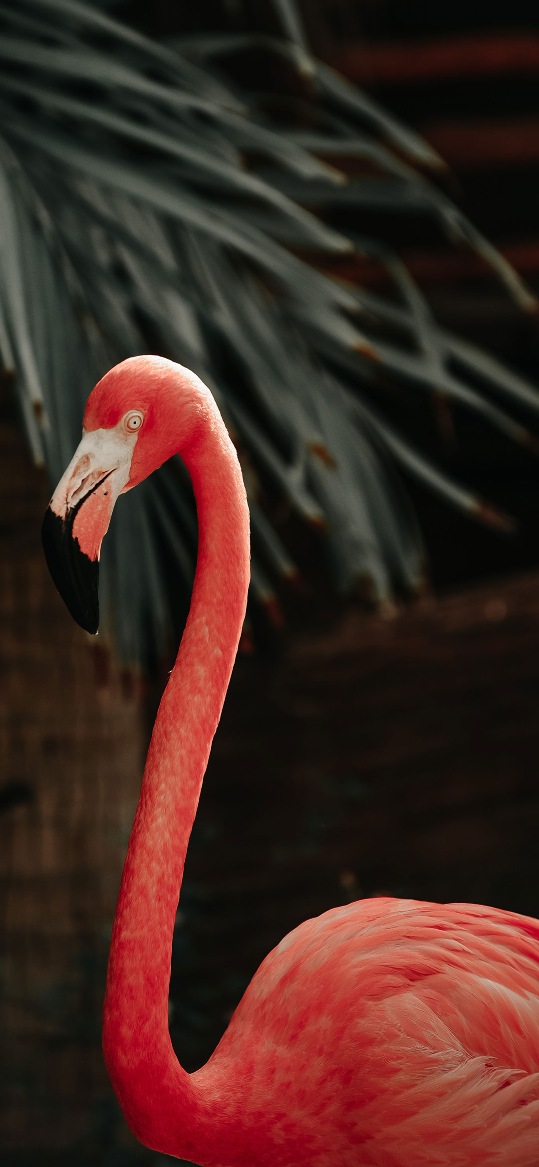 Aesthetic-dark-pink-flamingo-wallpaper