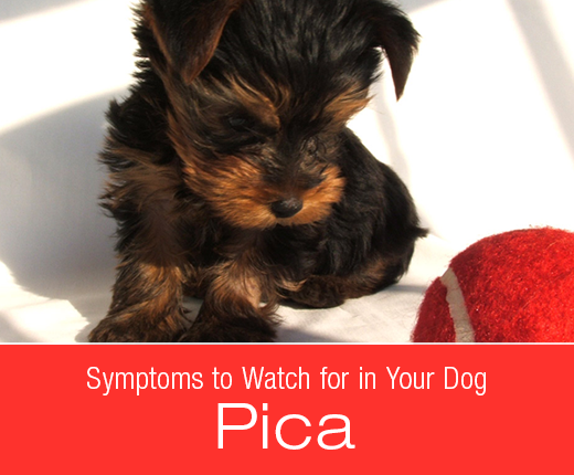 dog pica definition dog pica definition