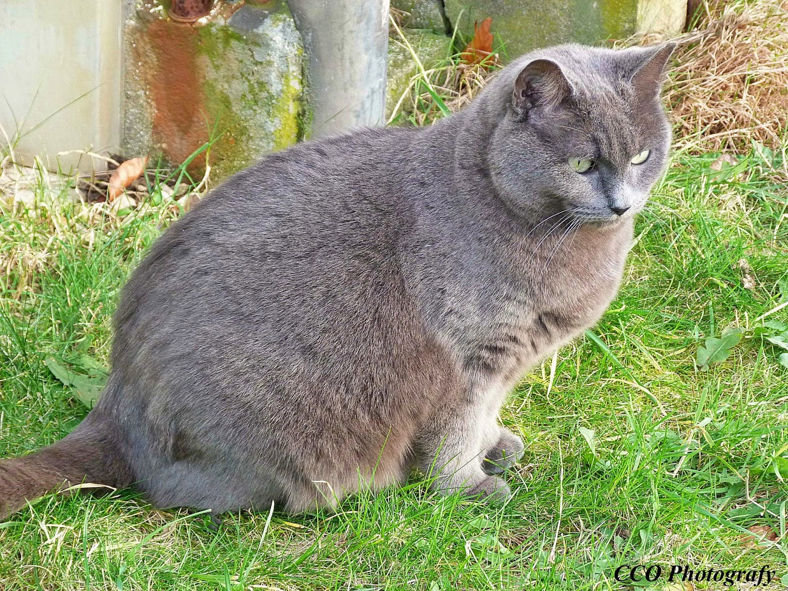 Les photos de Christelle De jolis minous