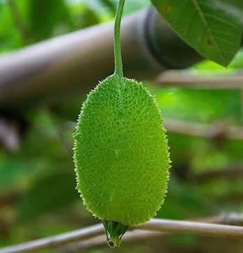 রোগ প্রতিরোধ ক্ষমতা বাড়ায় কাঁকরোল