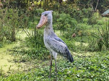 Shoebills are big birds with big beaks. They are rare large birds and they are parts of the weirdest animals.