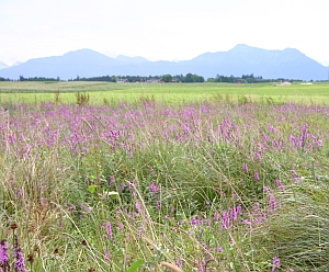 Fotosafari: Chiemgau mit Alpen im Hintergrund