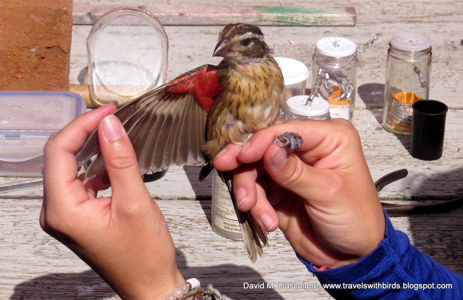 The First Weekend of Fall Bird Banding at SpruceHaven and a Visit by