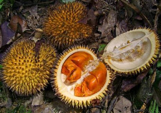 Manfaat buah durian bagi tubuh