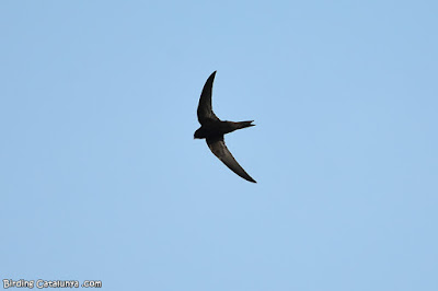 Falciot negre (Apus apus)