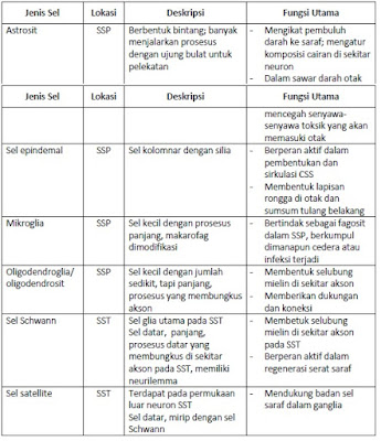 Jenis, lokasi dan fungsi sel glia