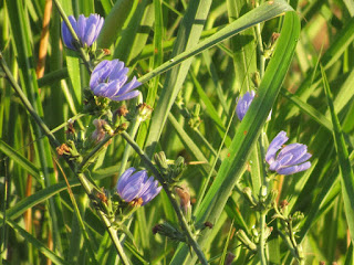 wildflower wednesday