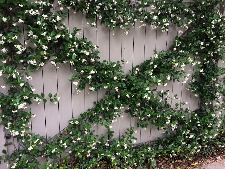 The Uptown Acorn The Scent of Uptown {Jasmine}