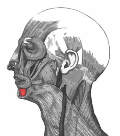 Imagen del músculo depresor del labio inferior
