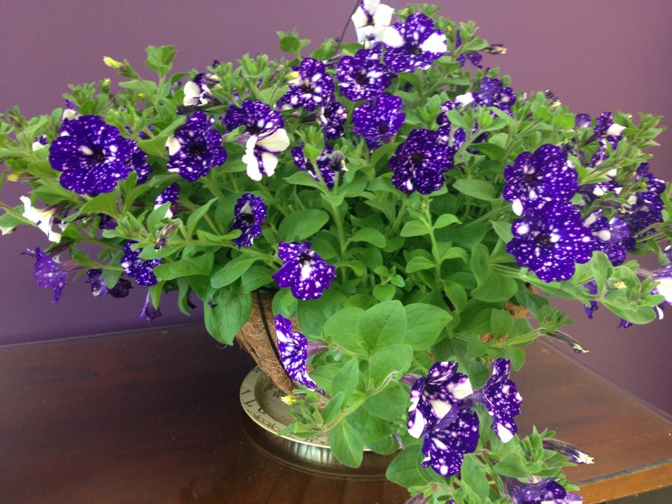 Petunia Night Sky care and culture Travaldo's blog