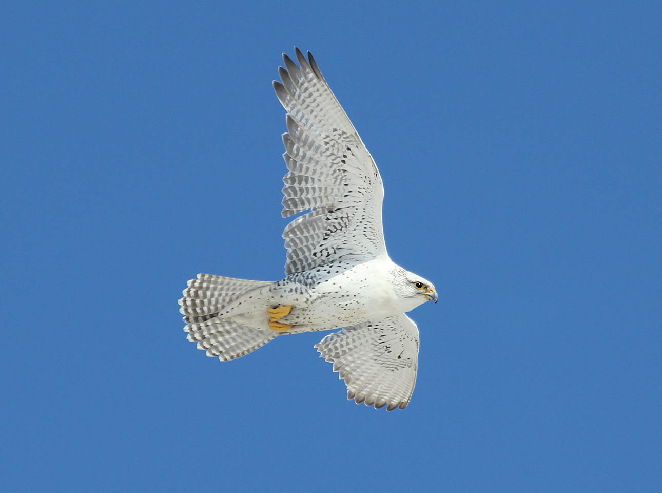 Les oiseaux de la région de La Pocatière, Québec Un autre Faucon gerfaut?!?
