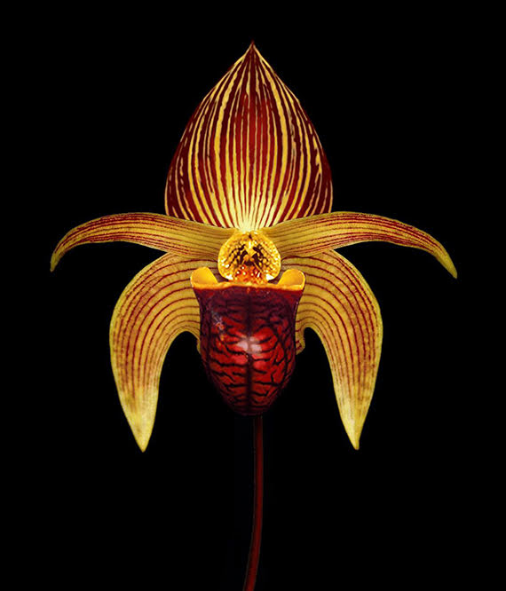 TÌNH YÊU LAN 3 - Page 56 Bulbophyllum%2Bvulcanorum%2BH.Perrier