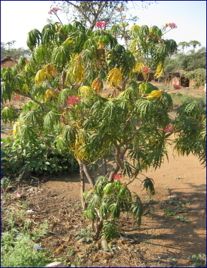 Chinese Jatropha