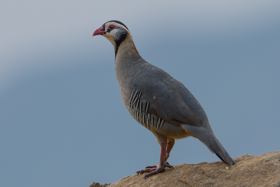 Birds of Saudi Arabia: Arabian Partridge – Raydah Escarpment