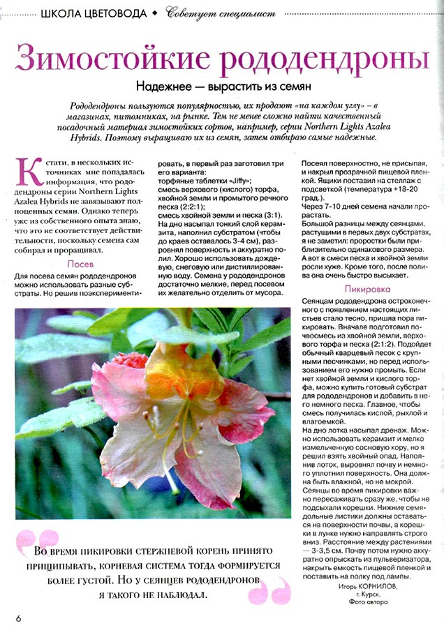 Рододендрон зимовка. Укрытие рододендрона на зиму. Мульчирование рододендронов. При какой температуре открывать рододендроны. Укрытие рододендрона на зиму в подмосковье.