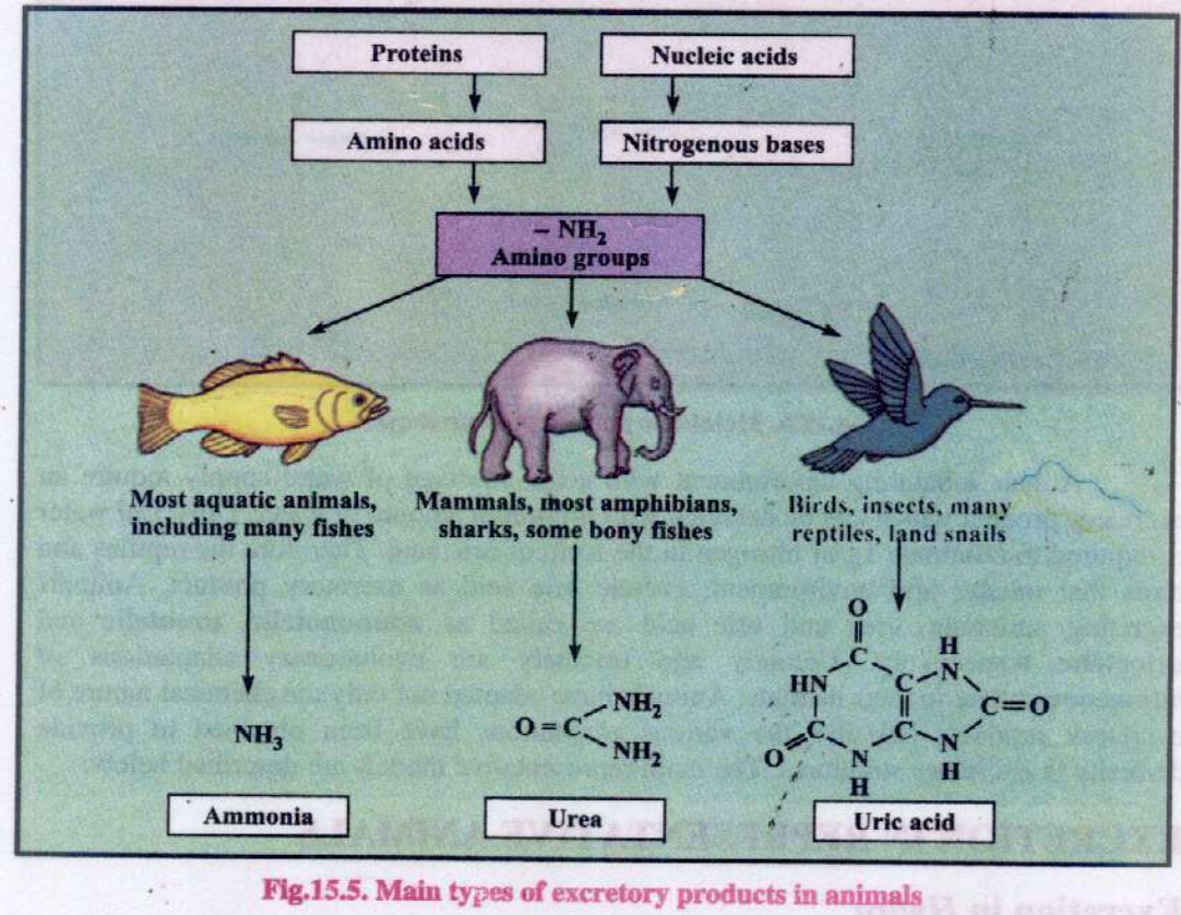 Knowledge Class Excretion in Plants and Animals