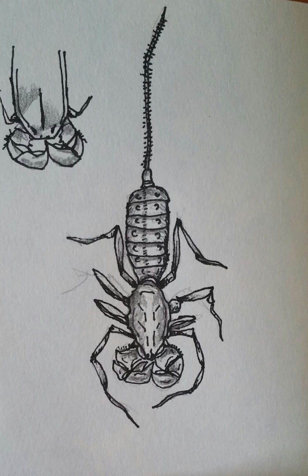 Sketch of the Week Vinegaroon