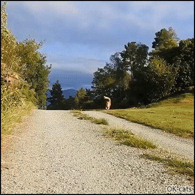 Amazing Cat GIF • When the tail is bigger than the cat. Gorgeous cat with huge fluffy tail! Amazing Cat GIF • When the tail is bigger than the cat. Gorgeous cat with huge fluffy tail!
