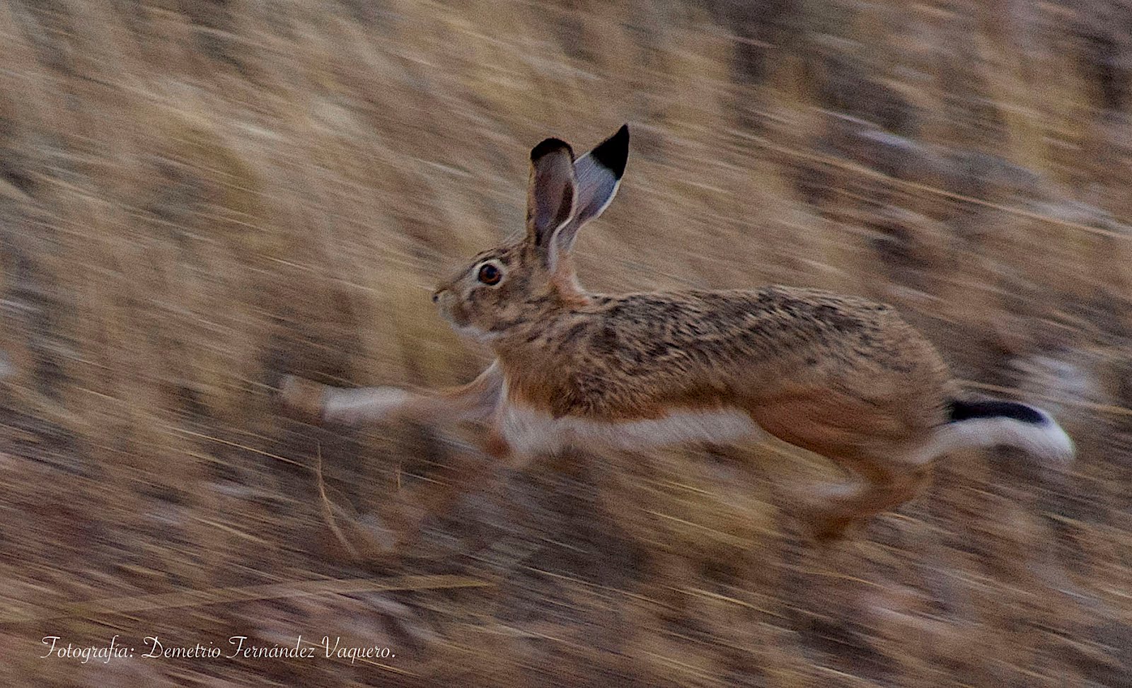 Ensayos fotográficos Práctica de "El barrido fotográfico" con liebre