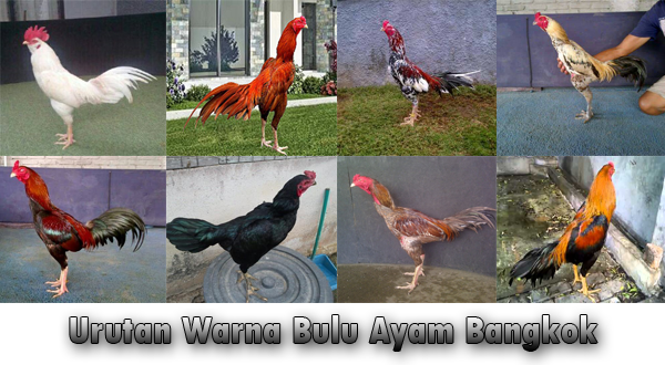 urutan warna bulu ayam bangkok secara lengkap urutan warna bulu ayam bangkok secara lengkap