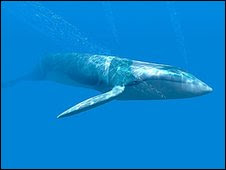S3: Blue Whale