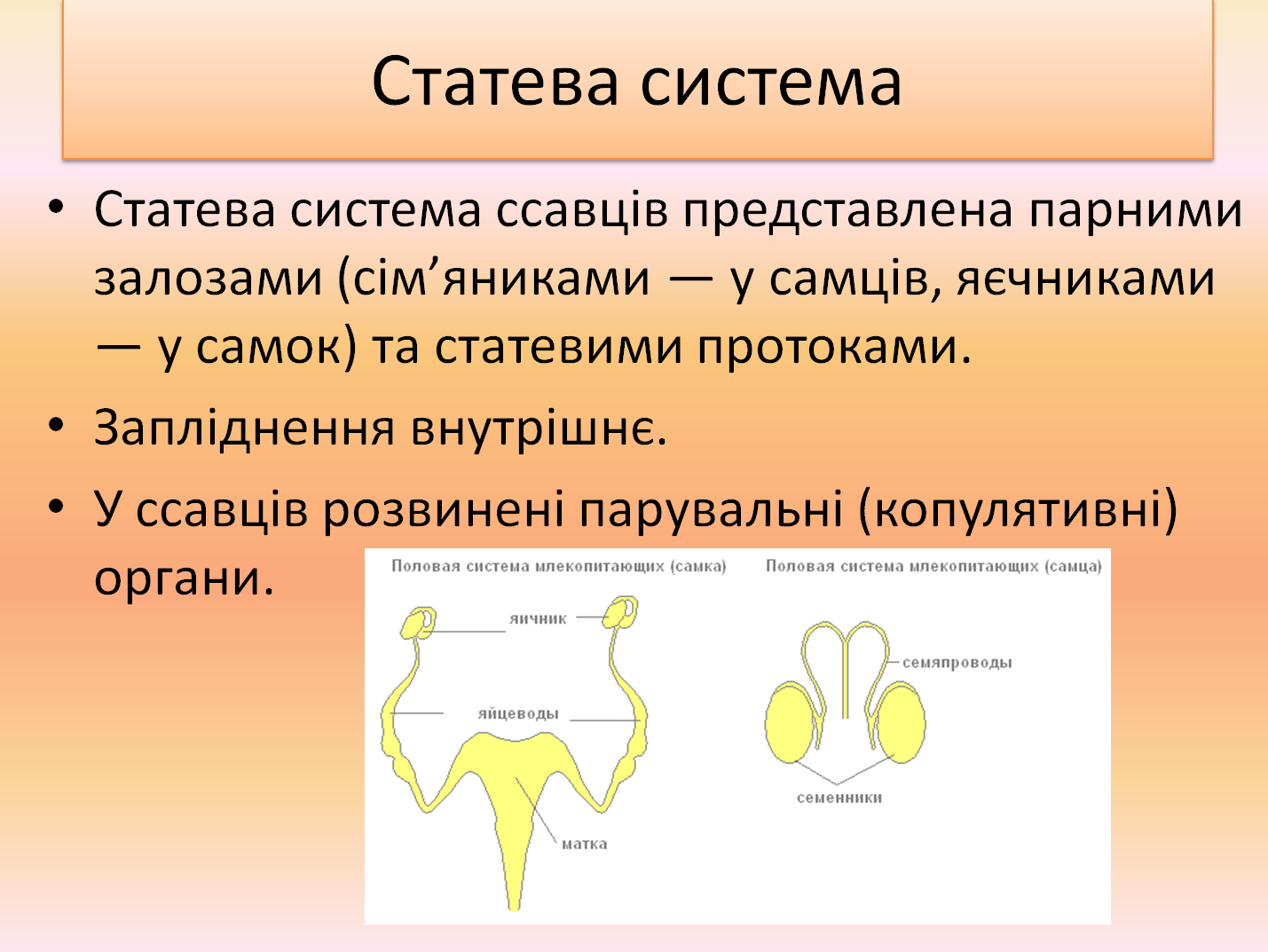 Дыхательная система млекопитающих функции. Половая система млекопитающих. Половая система млекопитающих кратко. Половая система млекопитающих таблица. Мужская половая система млекопитающих.