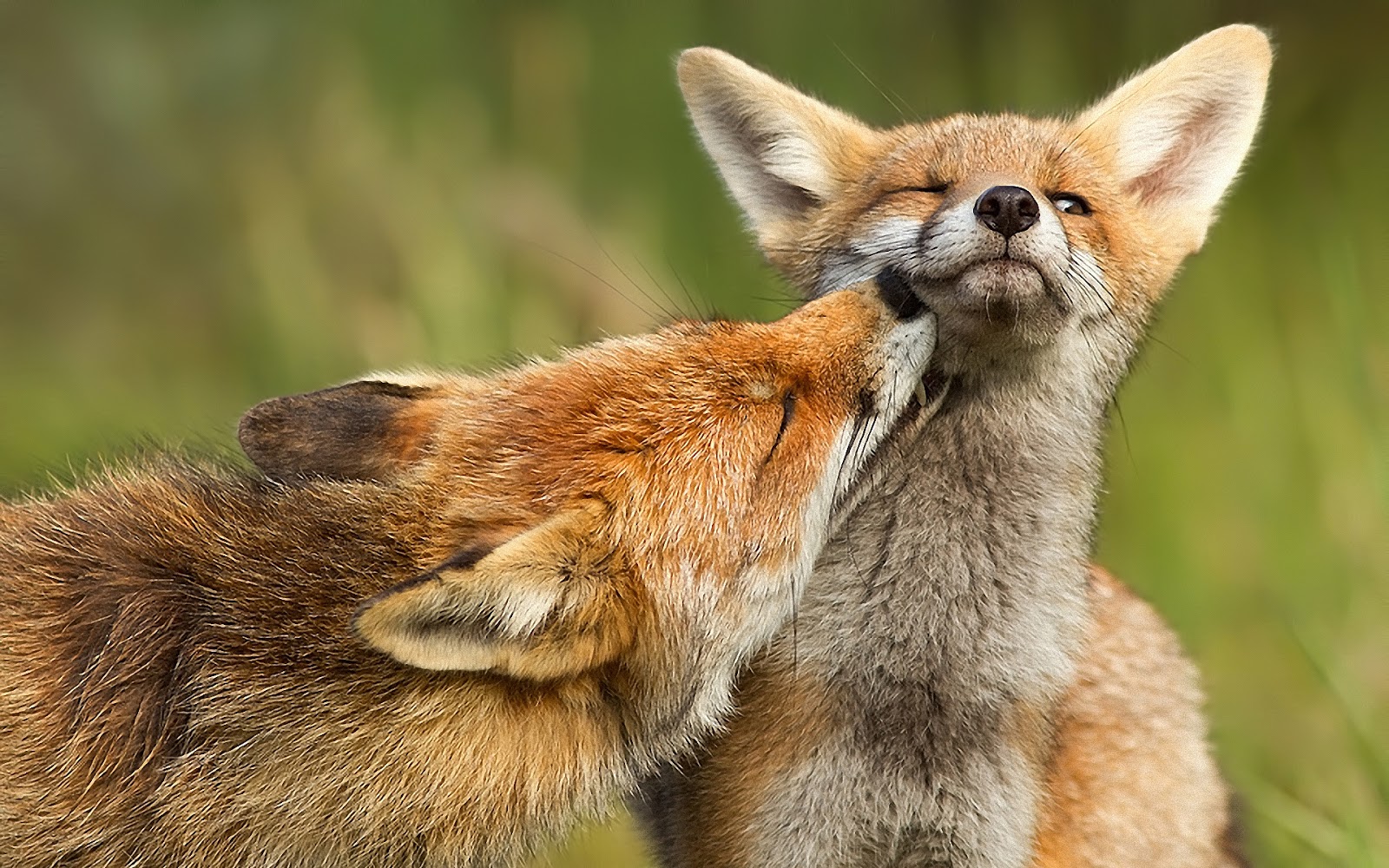 Jan Photo Studio - All HD Wallpapers Collection: Beautiful Animals HD