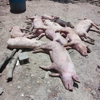 Extraña enfermedad mata a cientos de cerdos en Montecristi